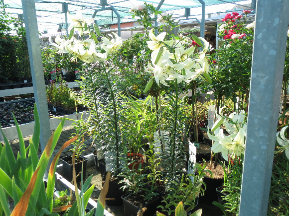 Lilium hybridum Sweet Surrender – lilie.