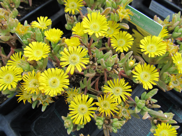 Delosperma x hybrida Wheels of Wonder Golden – kosmatec.