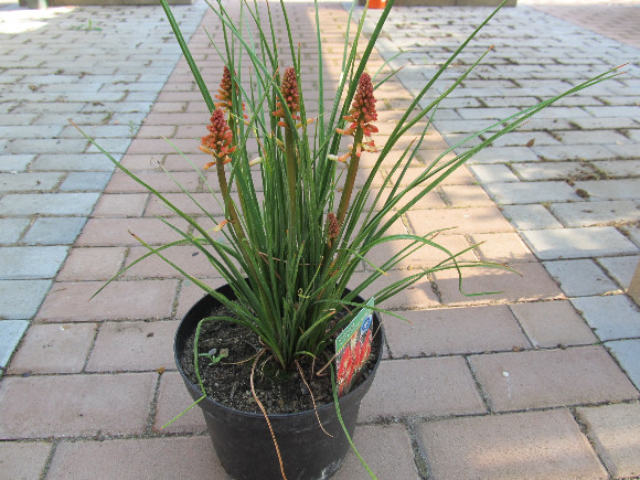 Kniphofia uvaria Popsicle Orange Vanilla – mnohokvět.