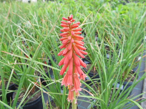 Kniphofia uvaria Popsicle Red Hot – mnohokvět.