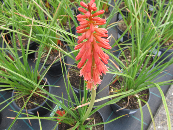 Kniphofia uvaria Popsicle Red Hot – mnohokvět.