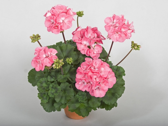 Candy Rose