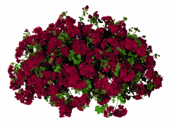 Dark Red