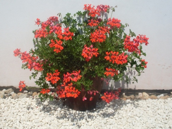 Feuer Cascade