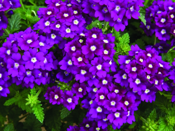 Royal Purple with Eye