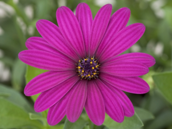 Deep Purple.