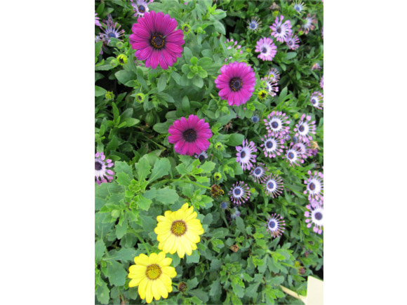 Osteospermum ecklonis.