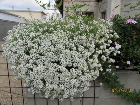 Lobularia hybrida - sněhová lavina.