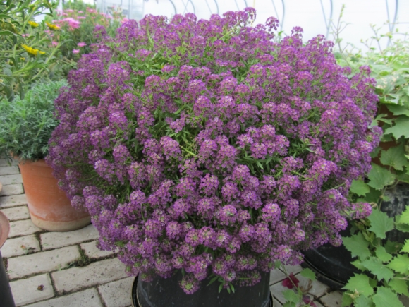 Lobularia hybrida - sněhová lavina.