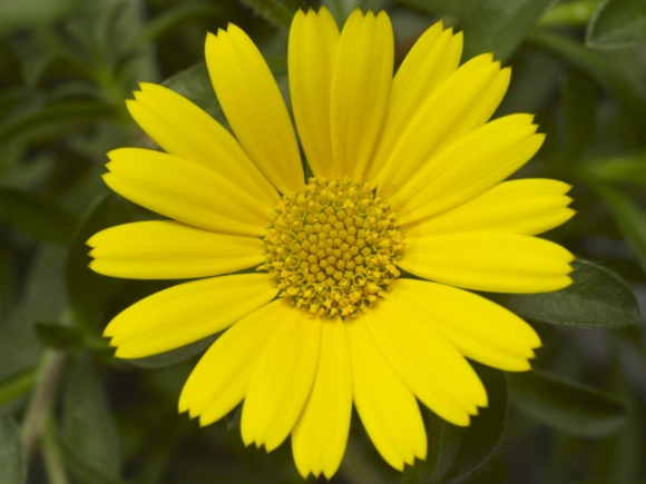 Asteriscus maritimus.