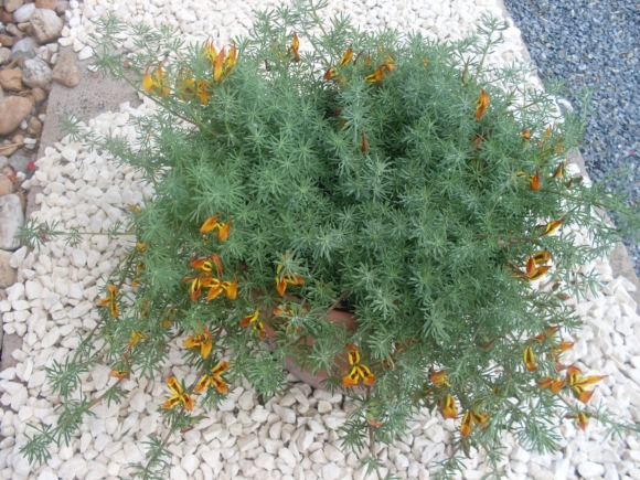 Lotus maculatus - Štírovník.