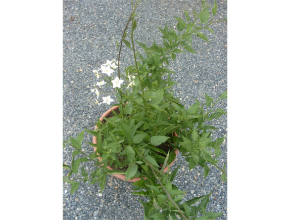 Solanum jasminoides - Jasmínokvětý lilek.