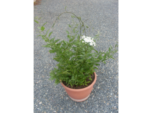 Solanum jasminoides - Jasmínokvětý lilek.