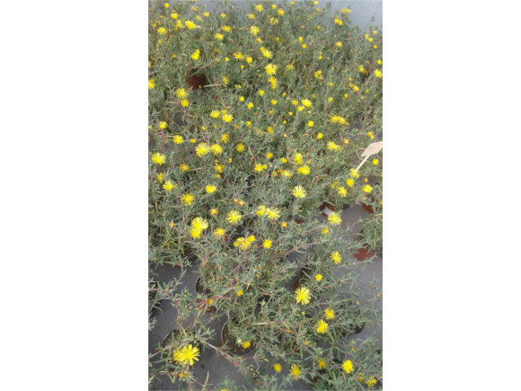 Lampranthus - Kosmatec.