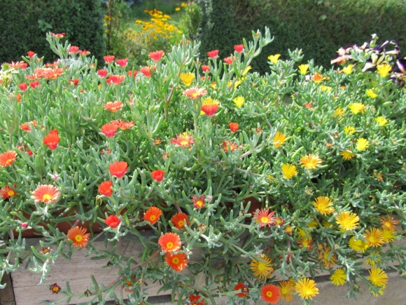 Lampranthus - Kosmatec.