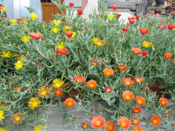 Lampranthus - Kosmatec.