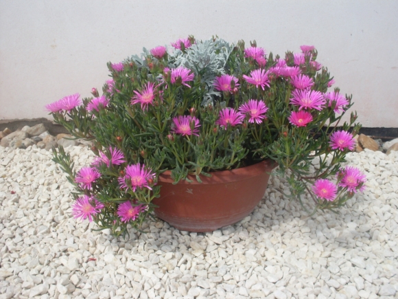 Lampranthus - Kosmatec.