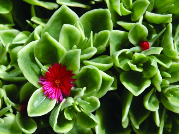 Aptenia cordifolia.