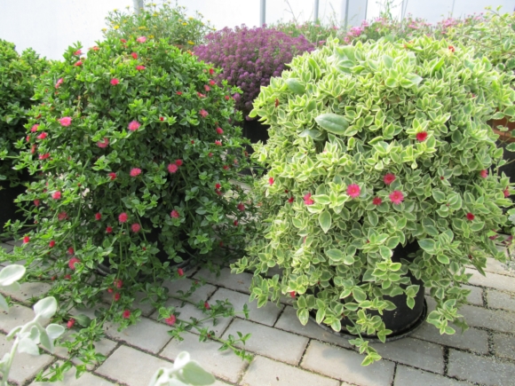 Aptenia cordifolia.