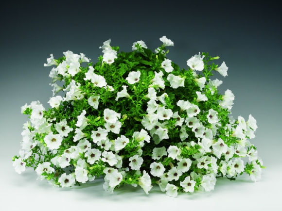 White.