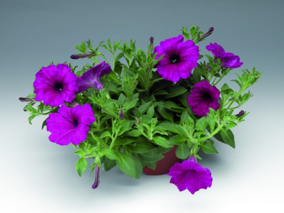 Purple.