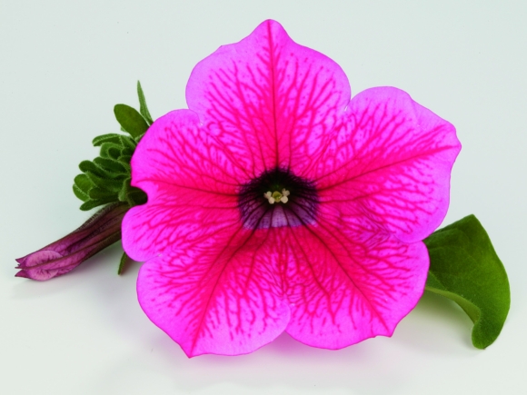 Hot Pink.