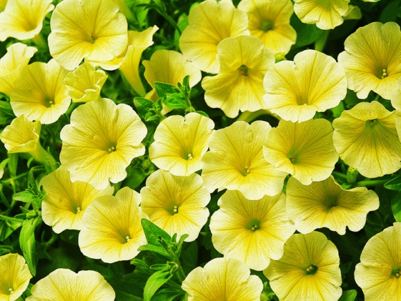 Victorian Yellow.
