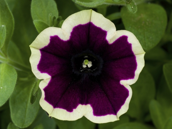 Surfinia hybrida.