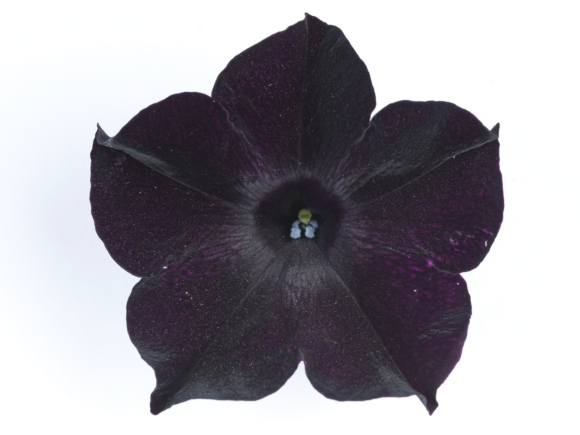 Surfinia hybrida.