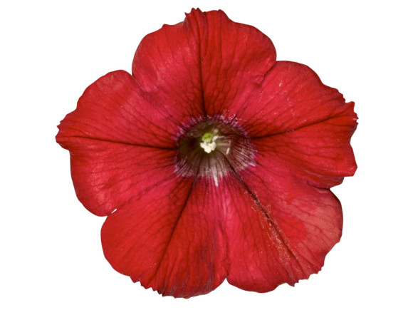 Red.