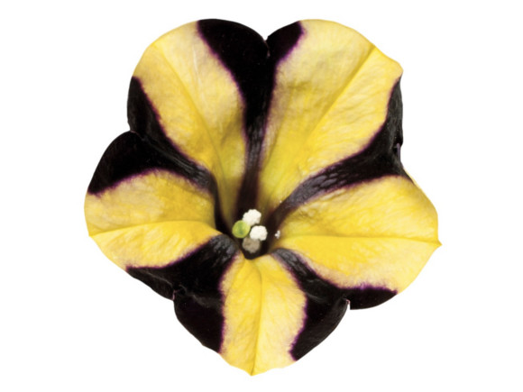 Surfinia hybrida.