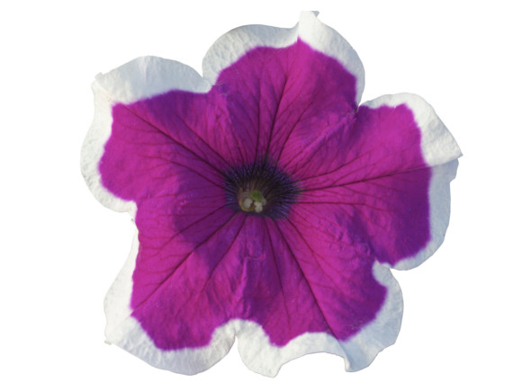 Surfinia hybrida.