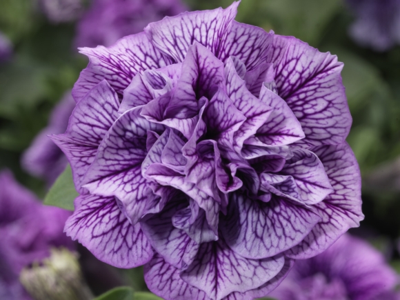 Double Violet Vein.