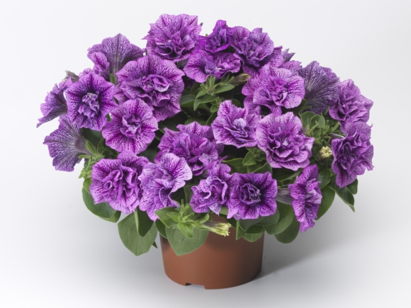 Double Violet Vein.