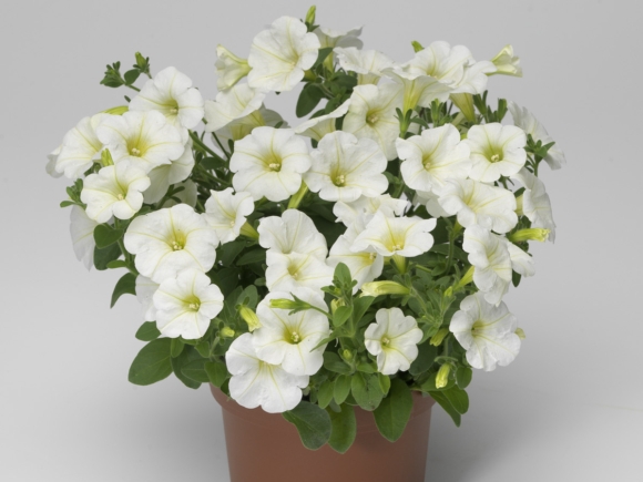 Mini White.