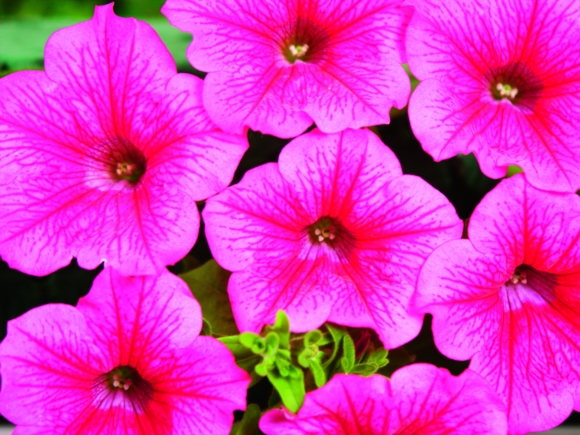 Hot Pink.