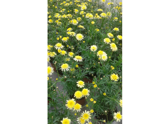 Argyranthemum frutescens - letní kopretina.