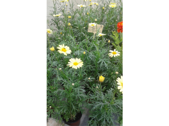 Argyranthemum frutescens - letní kopretina.