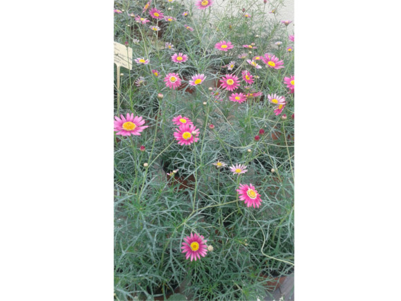 Argyranthemum frutescens - letní kopretina.
