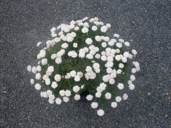 Argyranthemum frutescens - letní kopretina.