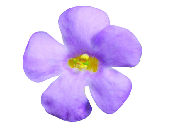 Bacopa hybrida - Sutera.