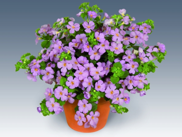 Bacopa hybrida - Sutera.