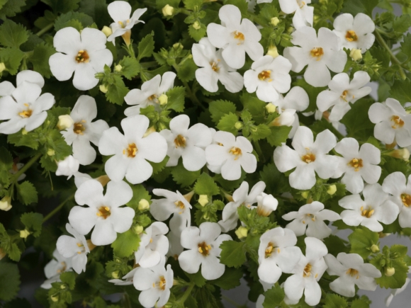 Bacopa hybrida - Sutera.