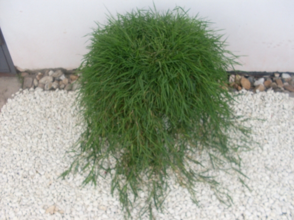Agrostis stolonifera - Okrasný bambus.
