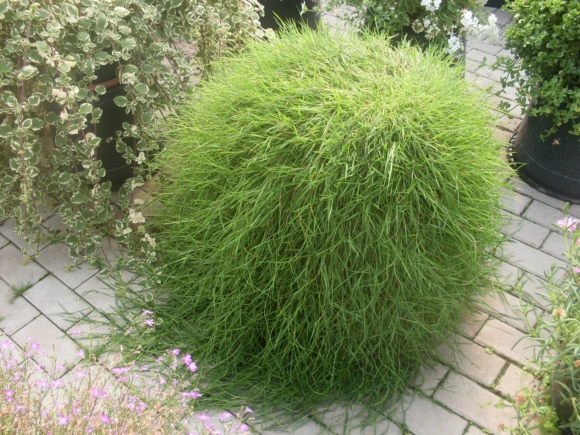 Agrostis stolonifera - Okrasný bambus.
