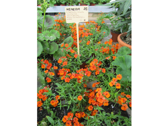 Nemesia hybrida.