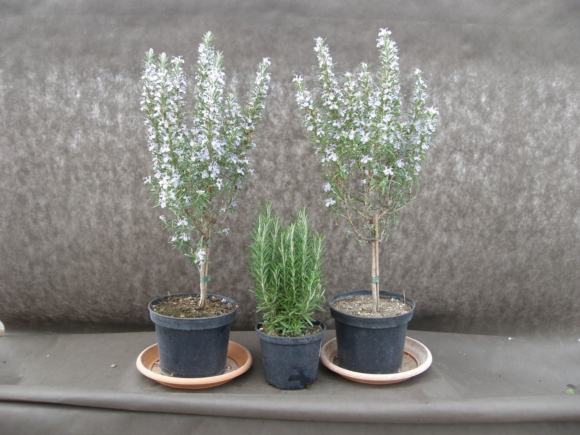 Rozmarýn - Rosmarinus officinalis.