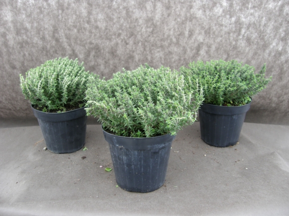 Tymián - Thymus vulgaris.
