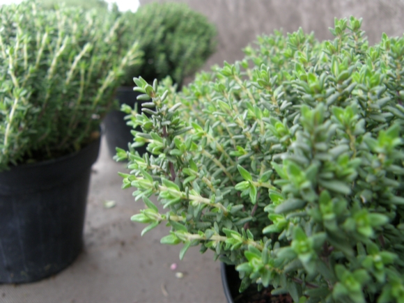 Tymián - Thymus vulgaris.