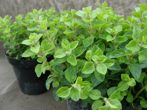 Oregáno - Origanum vulgare.